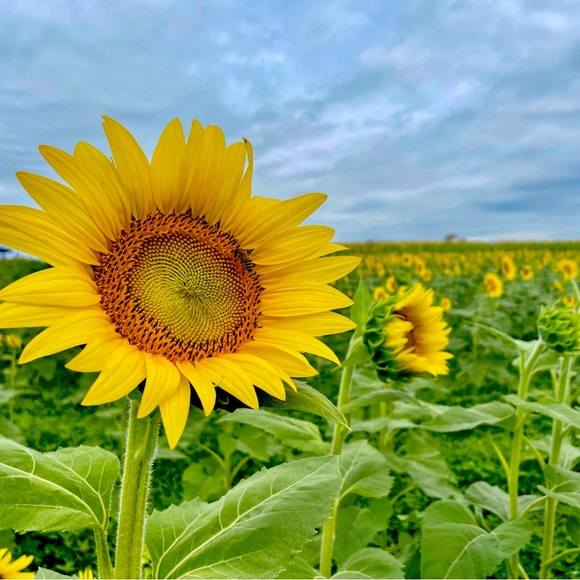 Ana’s Closet - Picture 1 of 3